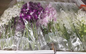 DENDROBIUM MIX